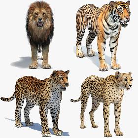 Big Cats 05 3D